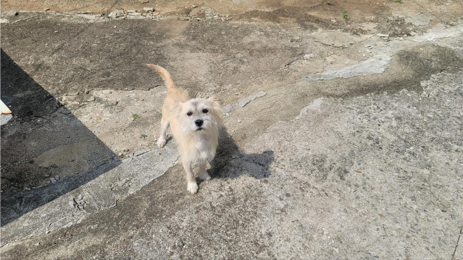 임실유기동물보호센터_445476202300287